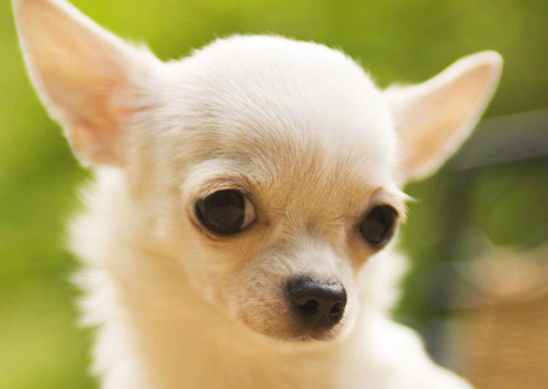 Chihuahua Blanc